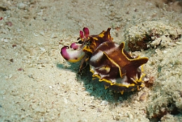 Sipadan_2015_Seiche flamboyante_Metasepia pfefferi_IMG_2466_rc